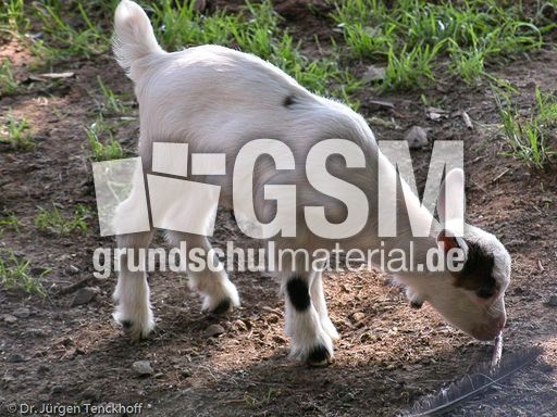 Ziege (1 von 17).jpg